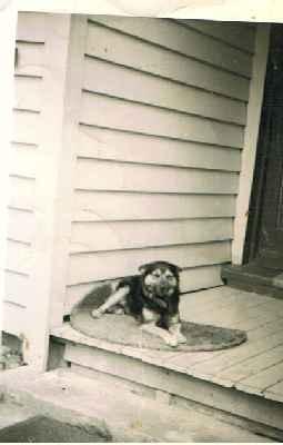 Photo_2005_10_5_3_22_37.jpg - Blackie on front doorstep 8 Somerset Avenue in the late 1940s or early 1950s
