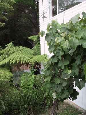 pye008.jpg - Jamie pye's prized grape vine, lots of lovely grapes eaten off this (Elsa's memory).