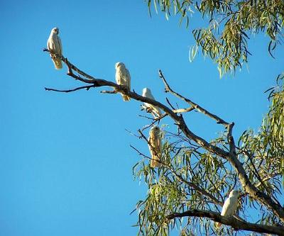 LittleCorella'sintree.jpg