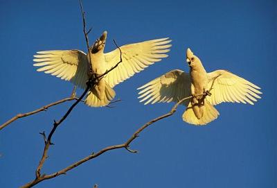 LittleCorella'swingsspread.jpg