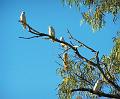 LittleCorella'sintree