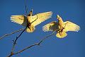 LittleCorella'swingsspread