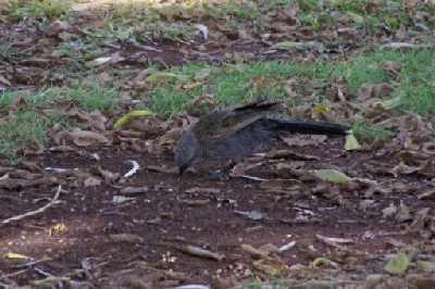 Apostlebird.jpg