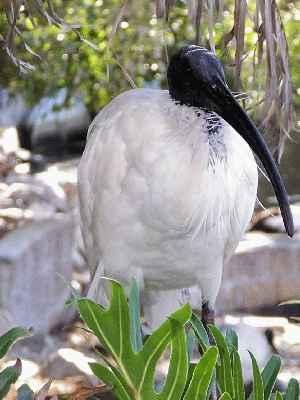 Australian-White-Ibis.jpg