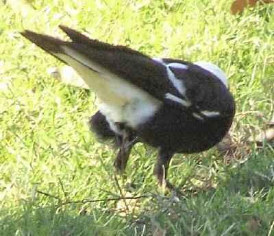 Australian-magpie-butt-up.jpg