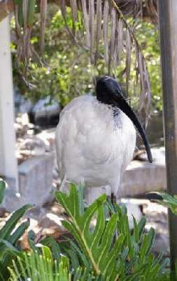 AustralianWhiteIbis.jpg