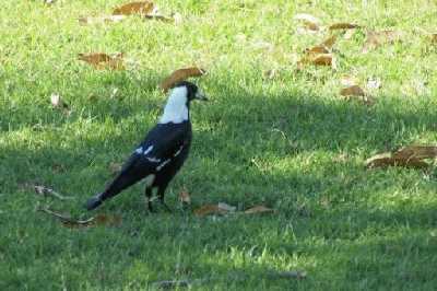 Australianmagpie.jpg