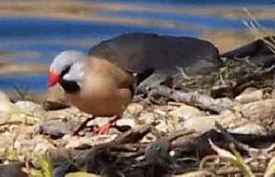 Black-throated-Finch-1.jpg