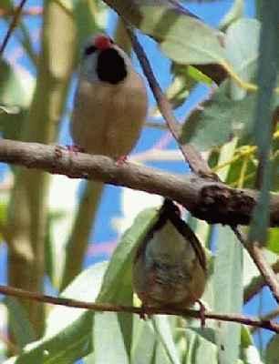 Black-throated-Finch-duo.jpg