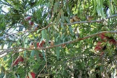 Black-throatedFinches_3.jpg