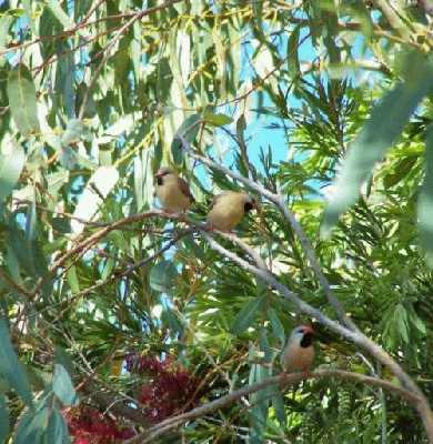 Black-throatedFinchtrio.jpg