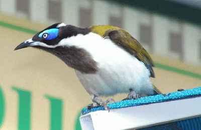 Blue--faced-Honeyeater.jpg