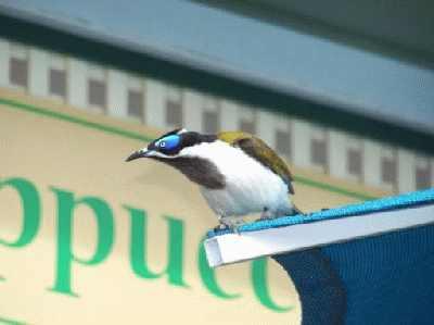 Blue-facedHoneyeater.jpg