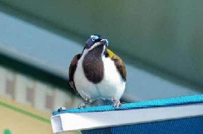 Blue-facedHoneyeater_2.jpg