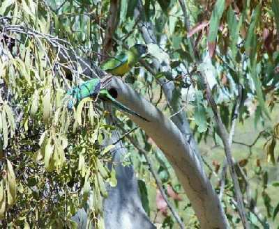 CloncurryRingneck's.jpg