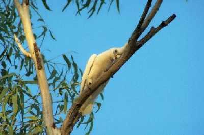 CoyLittleCorella.jpg