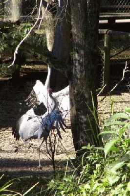 DancingBrolga.jpg