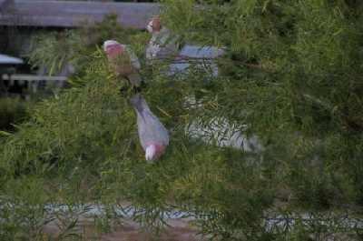 Galah'sinthebackyard.jpg