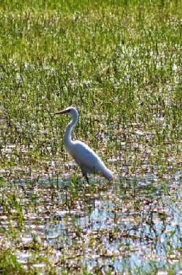 GreatEgretinwetlands.jpg