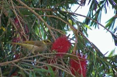 Grey-frontedHoneyeater.jpg