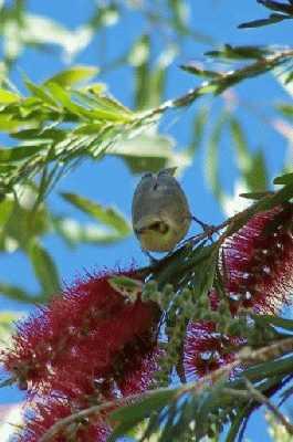 Grey-frontedHoneyeater_3.jpg