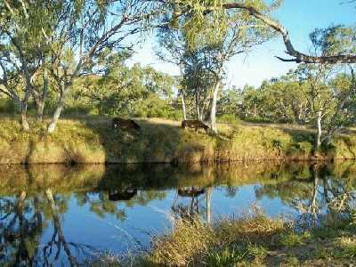 HorsesonriversideatBreakawayCreek.jpg