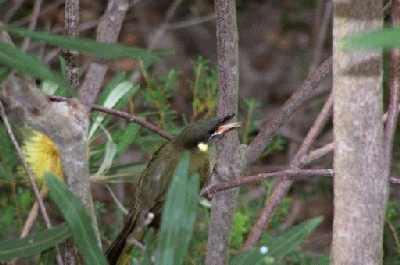 Lewin'sHoneyeater.jpg