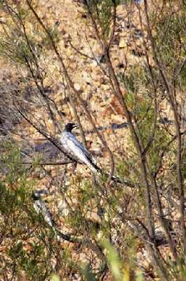 MaskedLapwing'sinbush.jpg