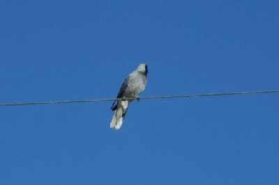 MaskedWoodswallow.jpg