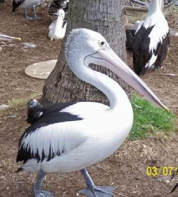 Pelicanenclosure.jpg