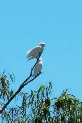 PerchingLittleCorella's.jpg