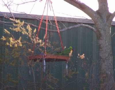 Tom'srainbowlorikeet.jpg