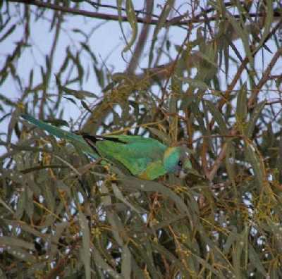 Unnamedgreenparrot_2.jpg