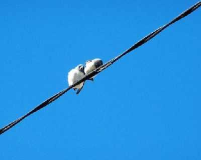 White-breastedWoodswallow's.jpg