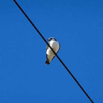 White-breastedWoodswallow.jpg