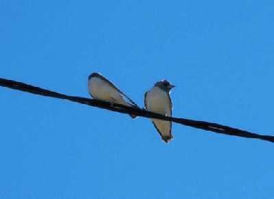 White-breastedWoodswallowduo.jpg