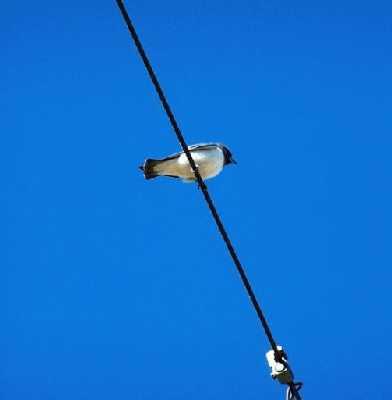 White-breastedWoodswallowonwire.jpg