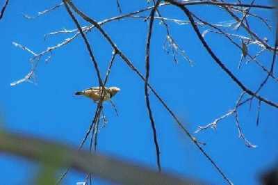 Zebrafinch.jpg