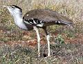 Australian-Bustard