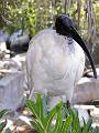 Australian-White-Ibis