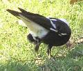 Australian-magpie-butt-up