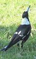 Australian-magpie-nose-up