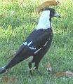 Australian-magpie
