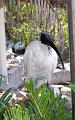 AustralianWhiteIbis