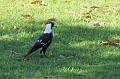 Australianmagpie