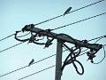 Birdsonwire