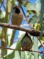 Black-throated-Finch-duo