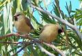 Black-throated-Finch-trio