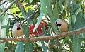Black-throated-Finches_3