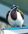 Blue-faced-Honeyeater_2